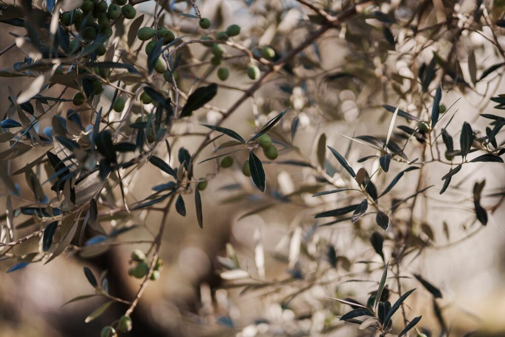 azienda_gallery-6